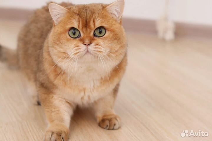 Британский кот