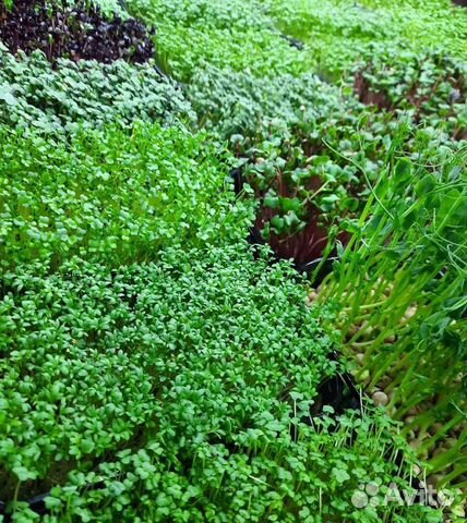 Микрозелень