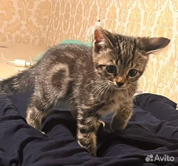 Прекрасные котята в дар