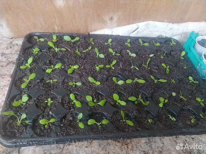 Рассада табака