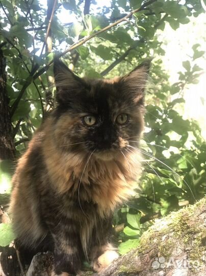 Мейн-кун черепашки