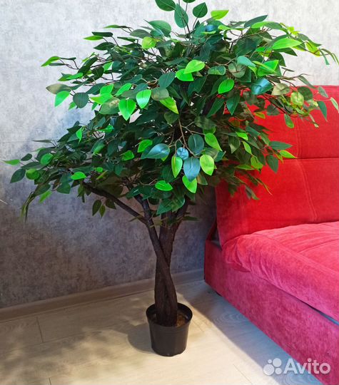 Фикус Бенджамина, олива