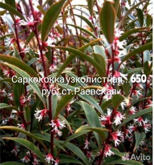 Лопеталум,цеанотус,шуазия,саркококка,лептоспермум