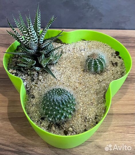 Микс из суккулентов (Кактусы)