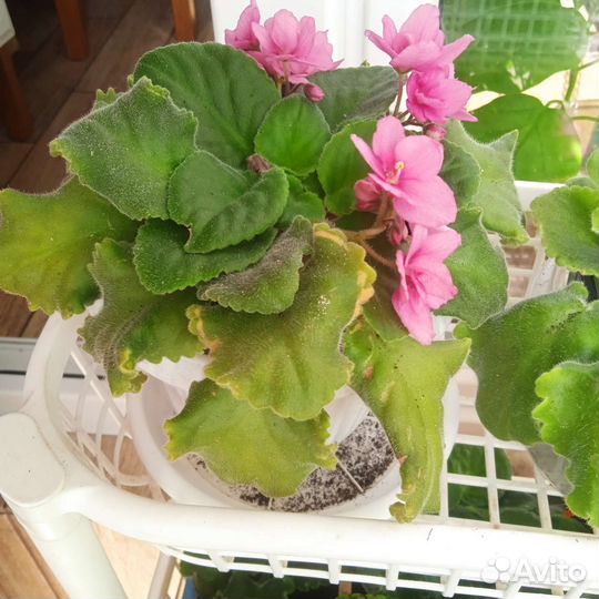 Фиалки разных цветов