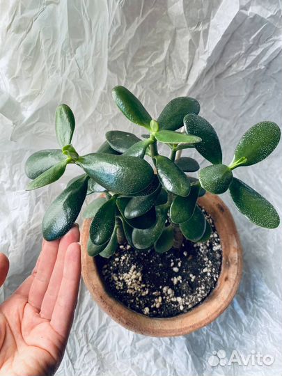 Денежное дерево, толстянка