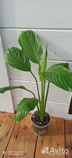 Спатифиллум Spilt milk 2