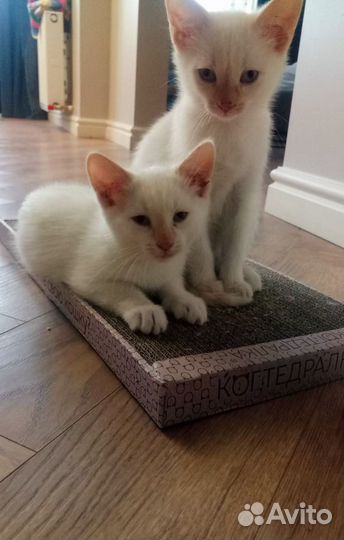 Мальчики в добрые руки