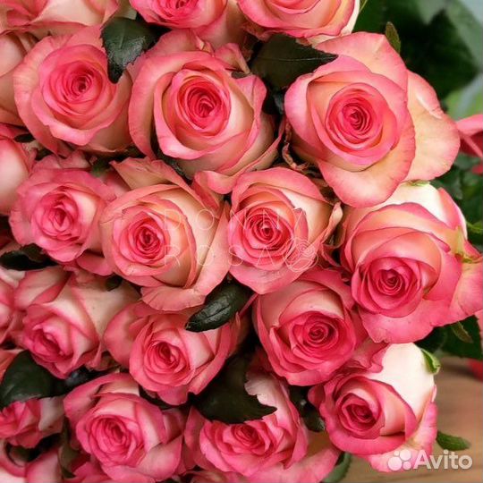 Букет Розы 31 роза 51 роза