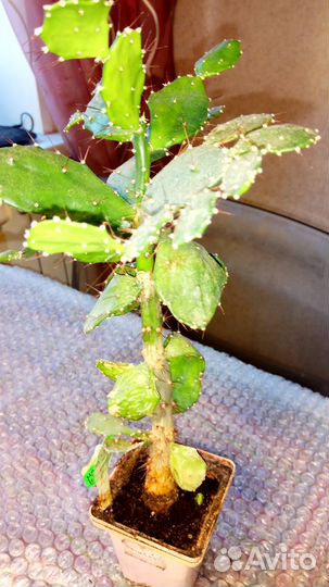 Опунция Монаканта Вариегата