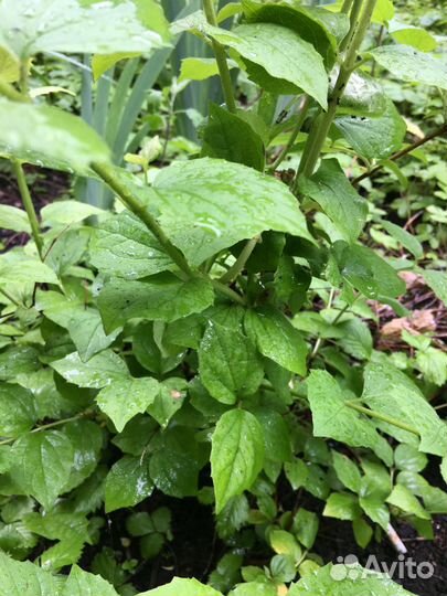 Жасмин поздний или чубушник