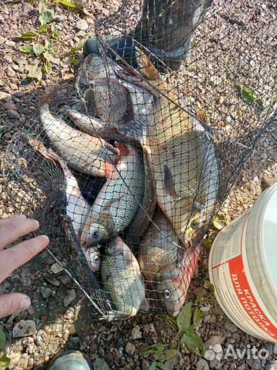 Убийца карася