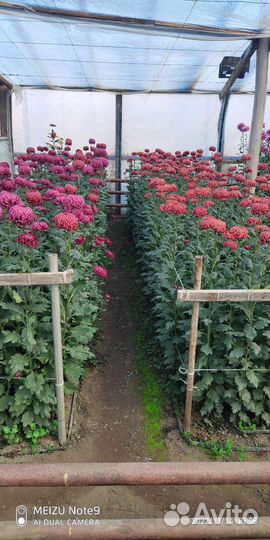 Рассада и лом хризантемы кустовая и одноголовая