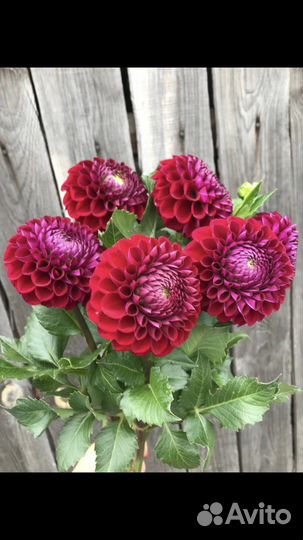 Георгины клубни