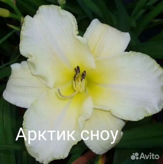 Лилейник Арктик Сноу