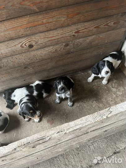 Щенки русского охотничего спаниеля