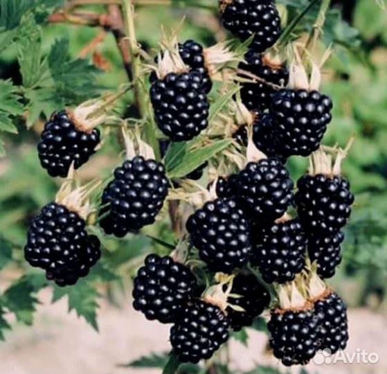 Саженцы Ежевики