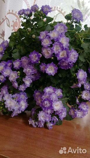 Укорененный отросток сортовой кампанулы