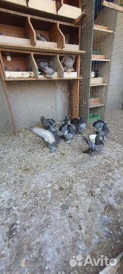 Статные голуби