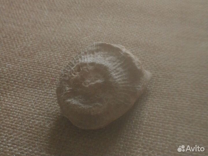 Ракушка ископаемое