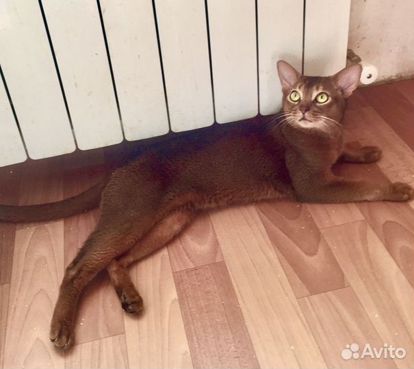 Кот продается