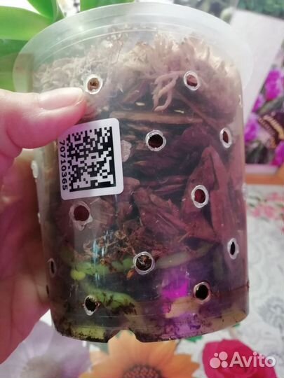 Орхидея фаленопсис Попугай