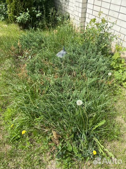 Можевельник