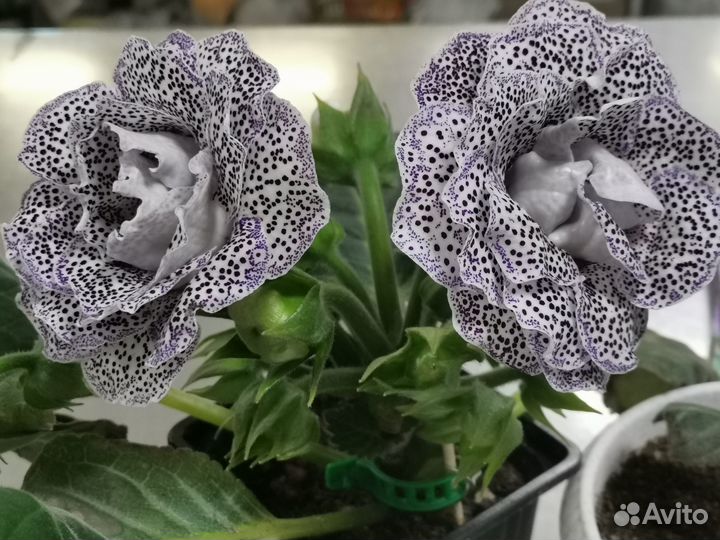 Глоксинии и стрептокарпусы