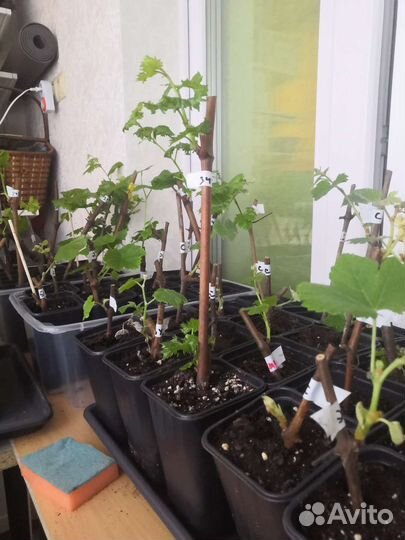 Пророщенные саженцы Винограда в Калуге