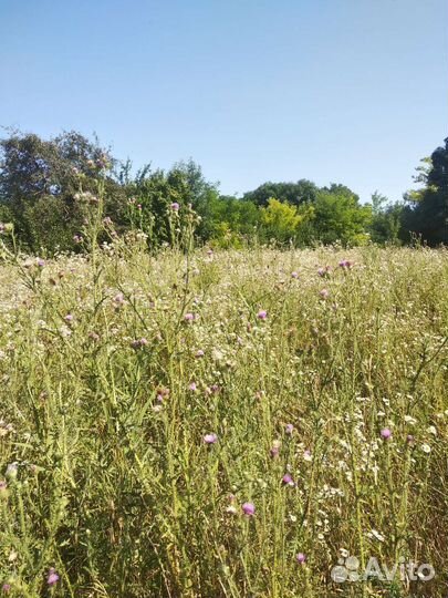 Мед цветочный разнотравье