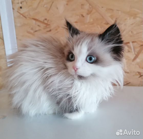 Отдам котят, мальчики