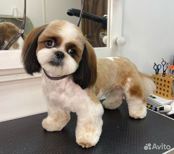 Груминг салон: стрижка собак и кошек