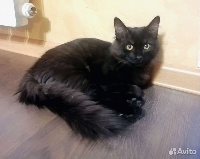 Котёнок, молодой кот