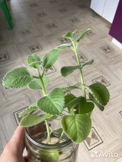 Комнатная мята