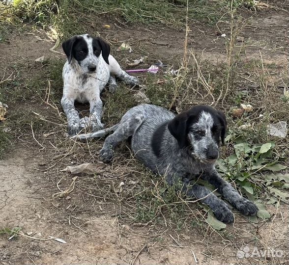 Щенки курцхаара