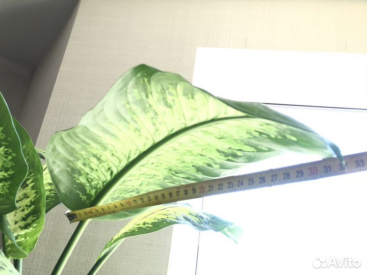 Диффенбахия