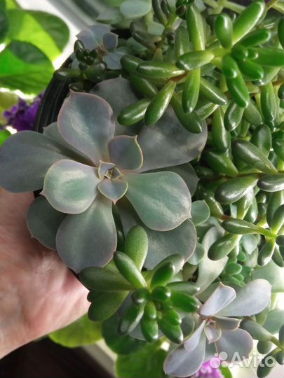 Композиция из суккулентов