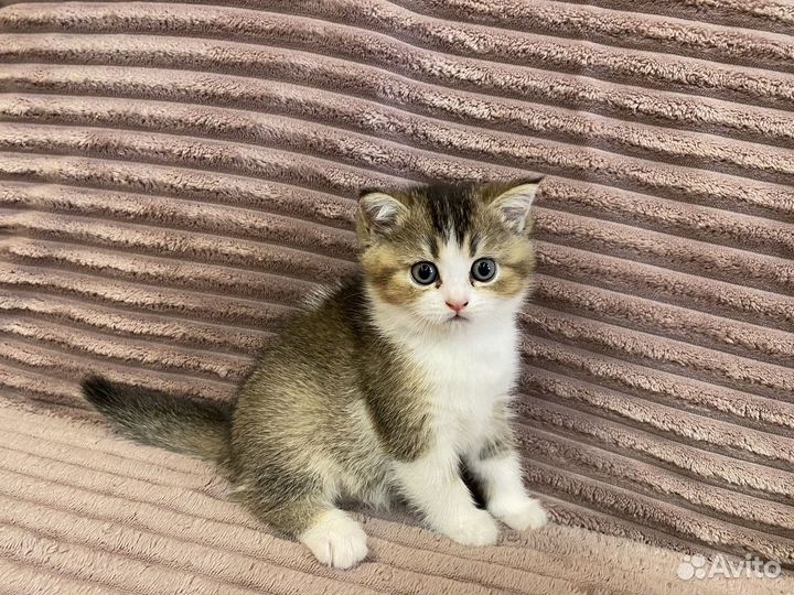 Шотладский котёнок