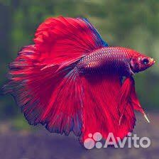 Рыба петушок