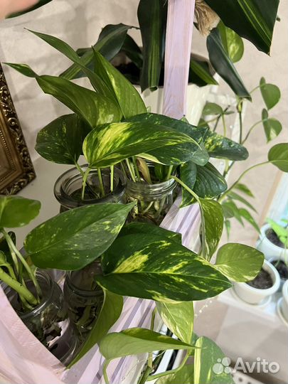 Эпипремнум золотистый (сциндапсус)