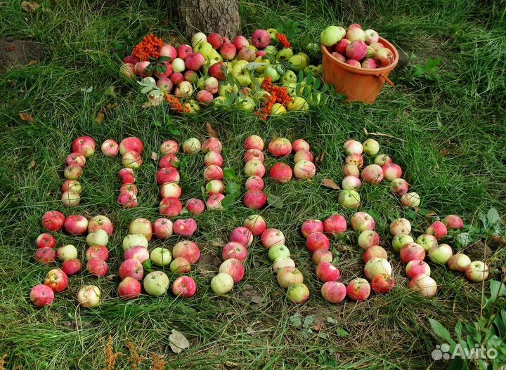 Разнорабочие.Сбор яблок.Оплата ежедневно.Вахта