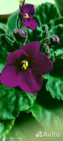 Фиалка в горшках