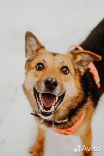 Нежная собака Яшка в добрые руки