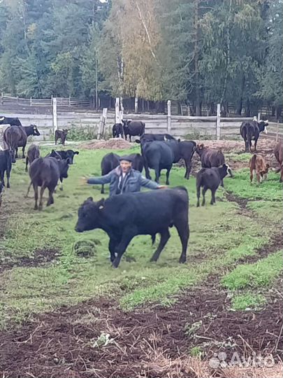 Бычки и быки