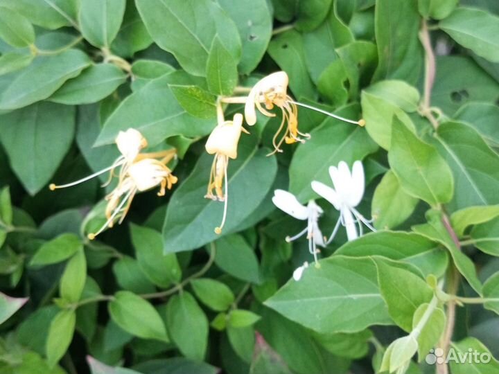 Жимолость каприфоль