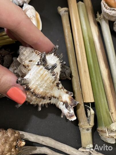 008 - дрифтвуд, ракушки, шишки набор