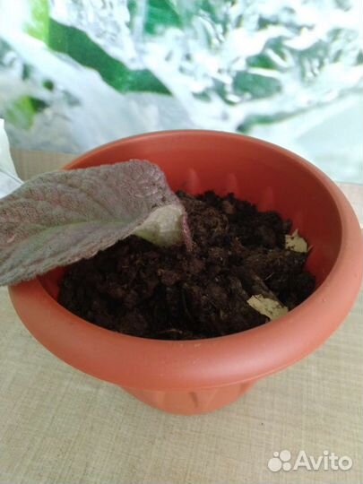 Эписция земляничная дымка, лесная, хлорофитум