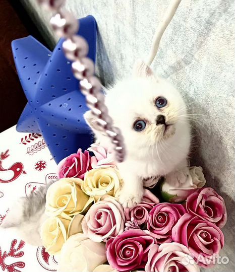 Котята Британской Серебристой Шиншиллы