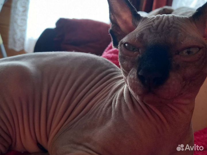 Канадский сфинкс вязка