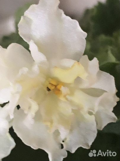 Детки сортовых фиалок